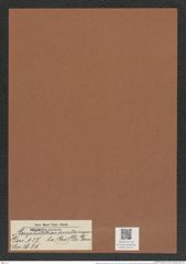Amphitetras acutangula (Grev.) De-Toni (de-Toni-Nr.: Genus 137, Species 3625) Zeichnungen Sammlung Grunow Mappe 03771 (Herbarium_W_Grunow_drawings_Folder_03771)
